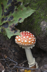 Obraz premium Toadstool mushroom