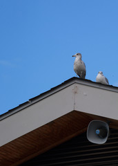 Two seagulls on a roof