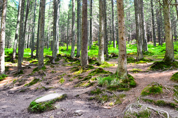 Forest trees. nature green wood sunlight backgrounds