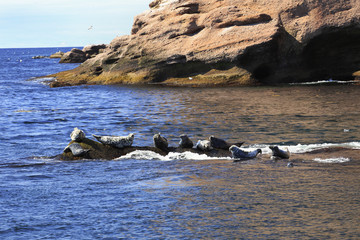 Seals near Bonaventure Island in Gaspesie, Quebec