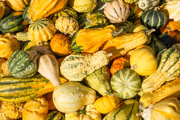 Autumn background. Ornamental gourds and pumpkins .