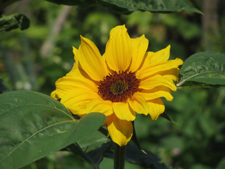 Single yellow sunflower with green leaves . Tuscany, Italy