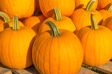 Autumn background. Colorful pumpkins.