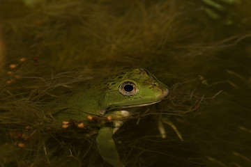 Frog in the pond in the garden. Selective focus. Shallow depth o