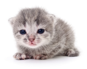 Small gray kitten.