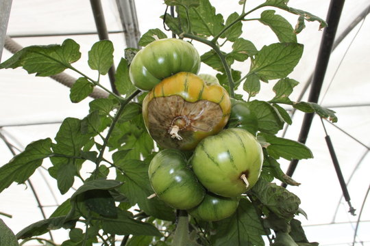 Tomates enfermos