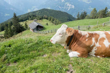 Fototapeta na wymiar liegende Kuh auf einer Almwiese