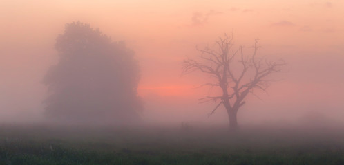 Fototapeta na wymiar Spring foggy morning
