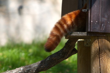 buschiger Schwanz vom kleinen roten Panda