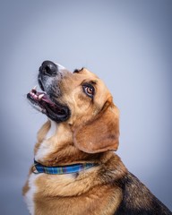 Dog on background. taken in a studio.