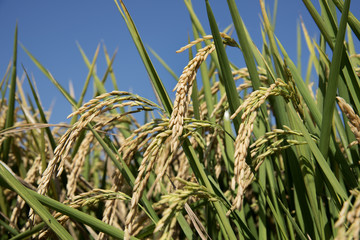 Ears of rice in paddy field
