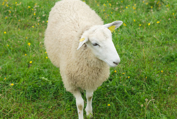 white sheep standing in meadow green field