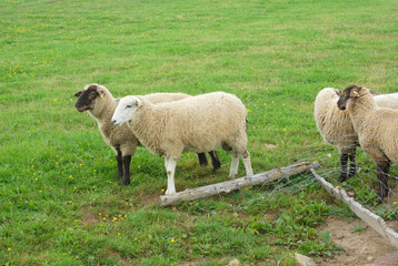 Obraz na płótnie Canvas many sheeps standing in a green field 