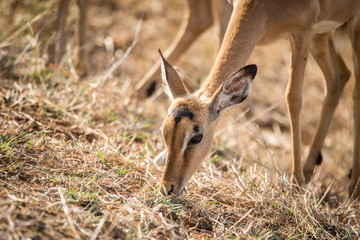 Female Impala eating grass.