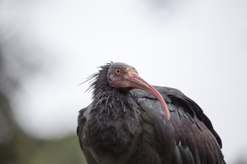 Northern Bald Ibis (Geronticus eremita)