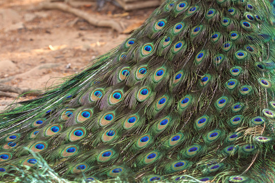Birds, Peacock,Green peafowl, Pavo muticus (Pavo cristatus) 