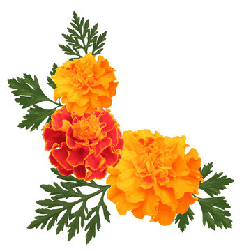 marigolds on white Stock Vector | Adobe Stock
