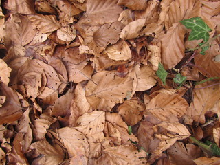 feuilles mortes et lierre 2