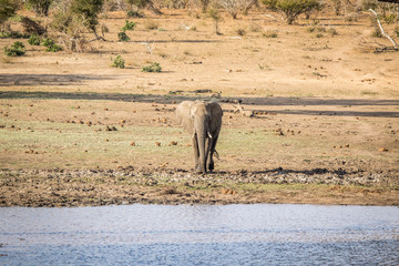 Obraz premium An Elephant walking towards the water.