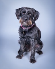 Dog on background. taken in a studio.