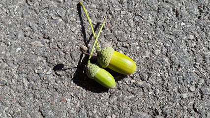 Acorns on the pavement