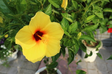 Yellow hibiscus