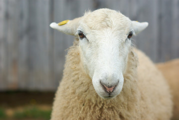 young white sheep at the farm face close up