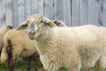 white sheeps with gray head in front of a barn
