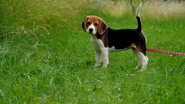  Beagle puppy on green grass tied on a leash
