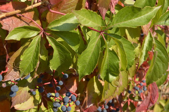 Virginia Creeper in autumn colors with dark blue berries

