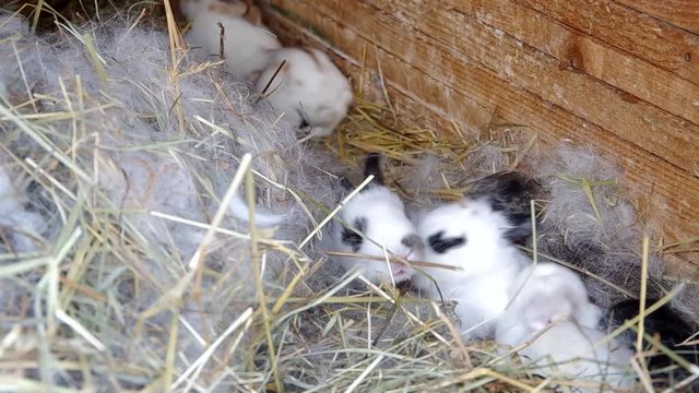Little bunny in nest with their mother
