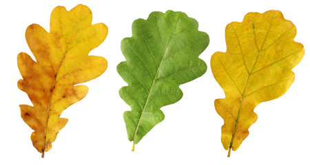 Yellow and green oak leaves isolated on white background.