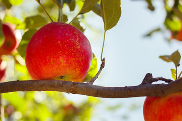 Red apple hanging on tree
