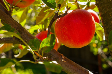 Red apple hanging on tree