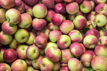 Fototapeta na wymiar Lobo apples at the market