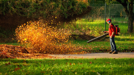 Fototapeta Herbstlaub wird von einem Laubbläser aufgewirbelt und leuchtet im Sonnenlicht  obraz