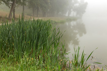 Obraz na płótnie Canvas Foggy lake in the morning