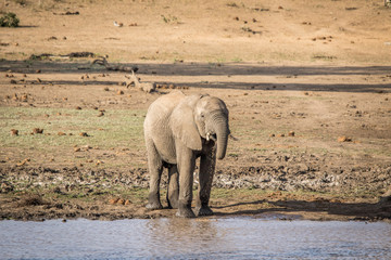 An Elephant drinking in the Kruger.