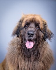Dog on background. taken in a studio.