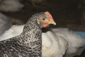 A hen