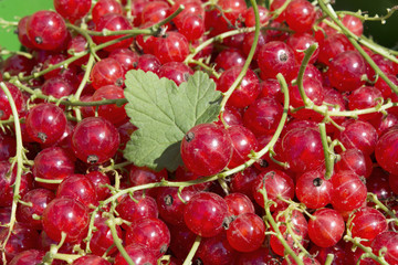 Red currant