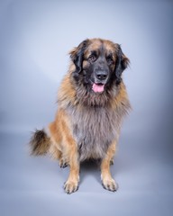 Dog on background. taken in a studio.