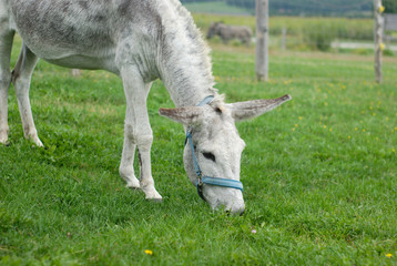 donkey grazing in enclosure green field rural scene