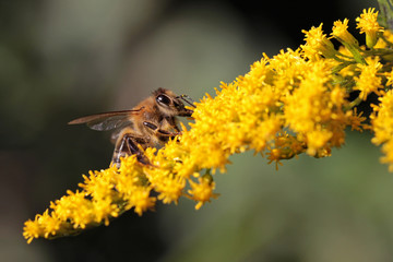 honeybee on goldenrod