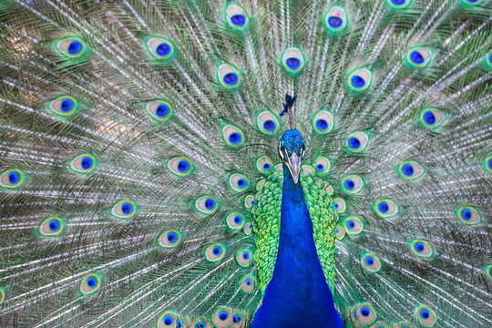 Close up of beautiful male peacock with feathers
