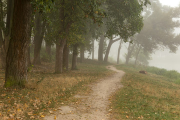 Naklejka premium Foggy park near lake
