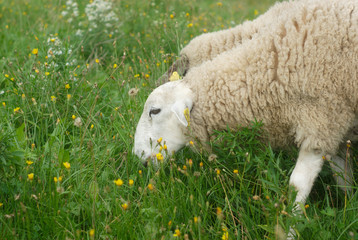 Fototapeta premium sheeps grazing in the meadow 