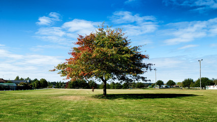 A tree shows the changing of the season