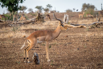 Male Impala from the side.