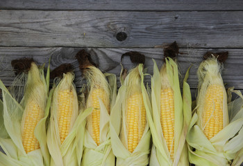 ripe corn cobs lie in a row on the wooden table © abyrvalg
